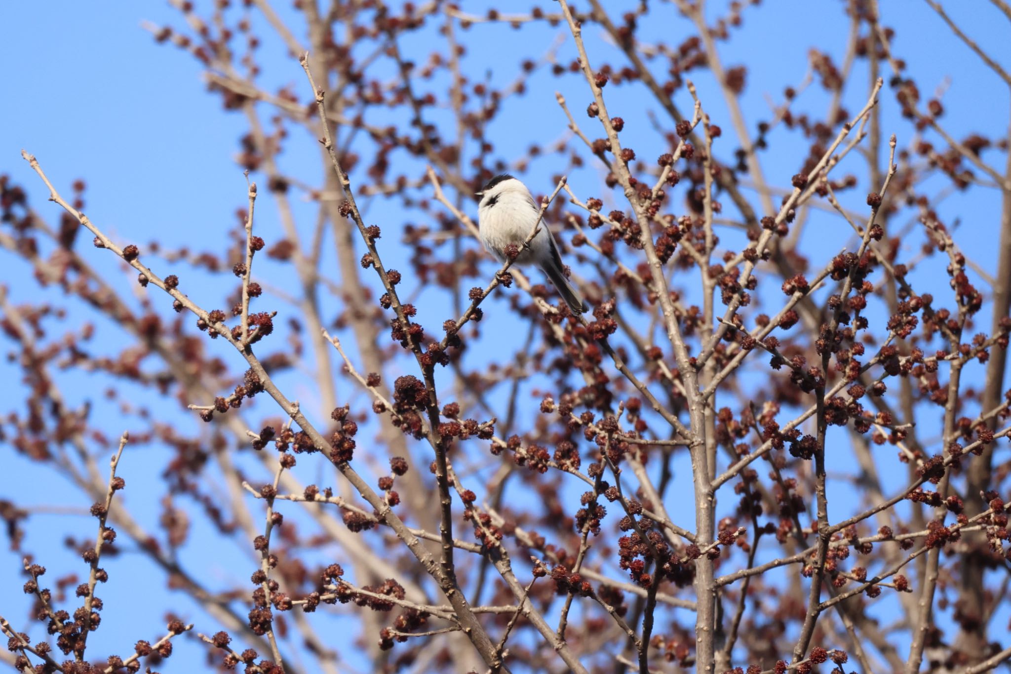 Photo of Marsh Tit at 北海道大学 by will 73