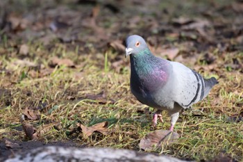 Rock Dove 北海道大学 Sat, 4/13/2024