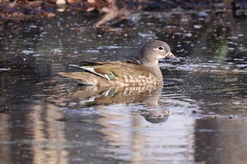 Mandarin Duck 北海道大学 Sat, 4/13/2024