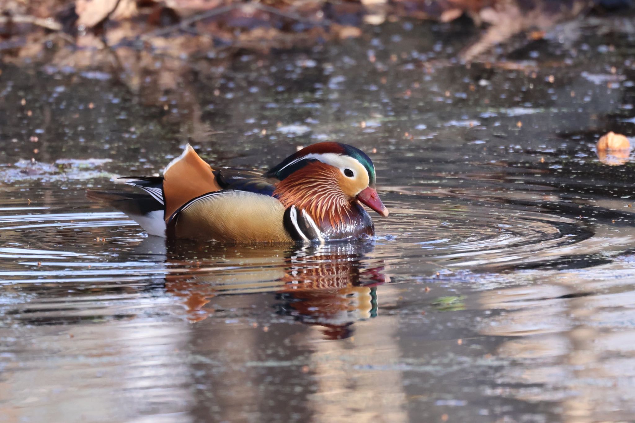 Photo of Mandarin Duck at 北海道大学 by will 73