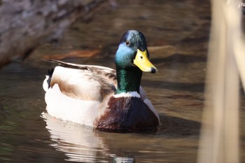 Mallard 北海道大学 Sat, 4/13/2024