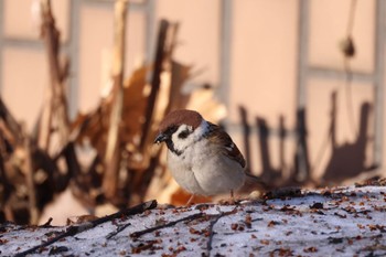 Eurasian Tree Sparrow 北海道大学 Sat, 4/13/2024