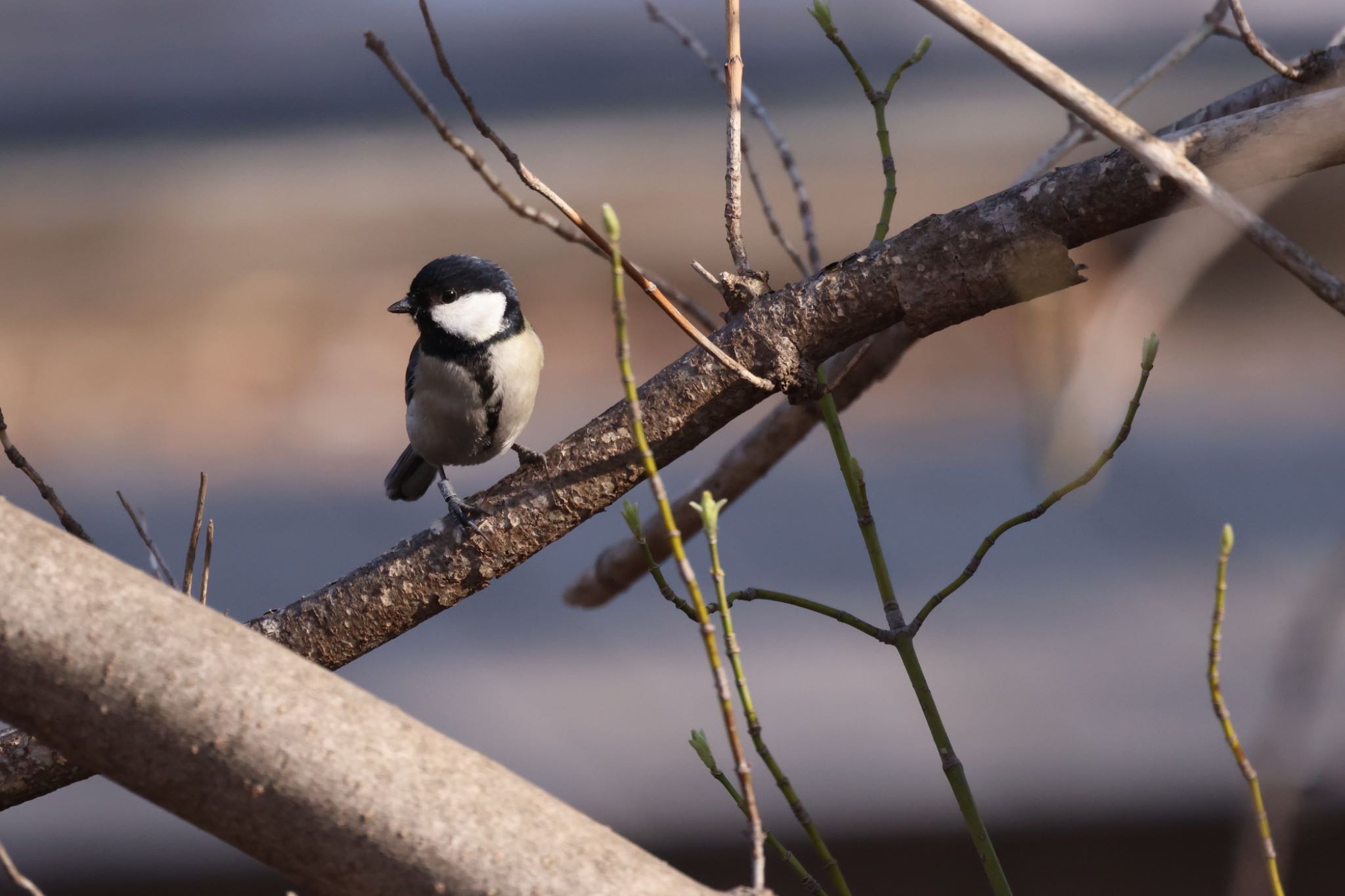 Japanese Tit