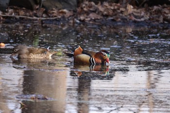 Sat, 4/13/2024 Birding report at 北海道大学