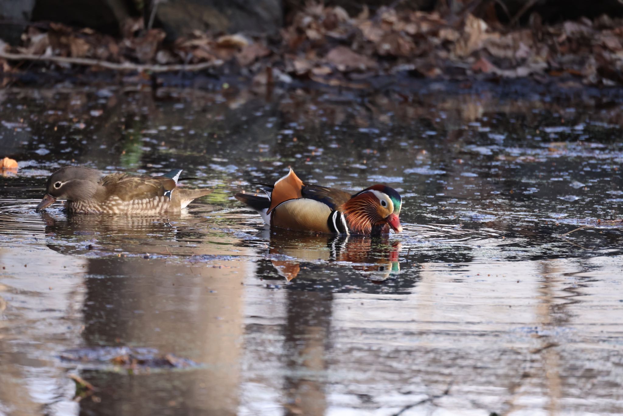 Photo of Mandarin Duck at 北海道大学 by will 73