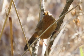 Sat, 4/13/2024 Birding report at Kitamoto Nature Observation Park