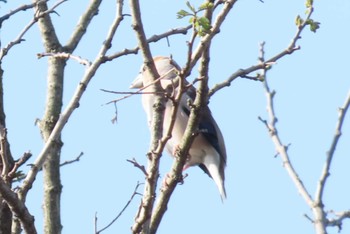 Hawfinch Kitamoto Nature Observation Park Sat, 4/13/2024