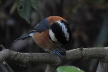 Varied Tit Kitamoto Nature Observation Park Sat, 4/13/2024