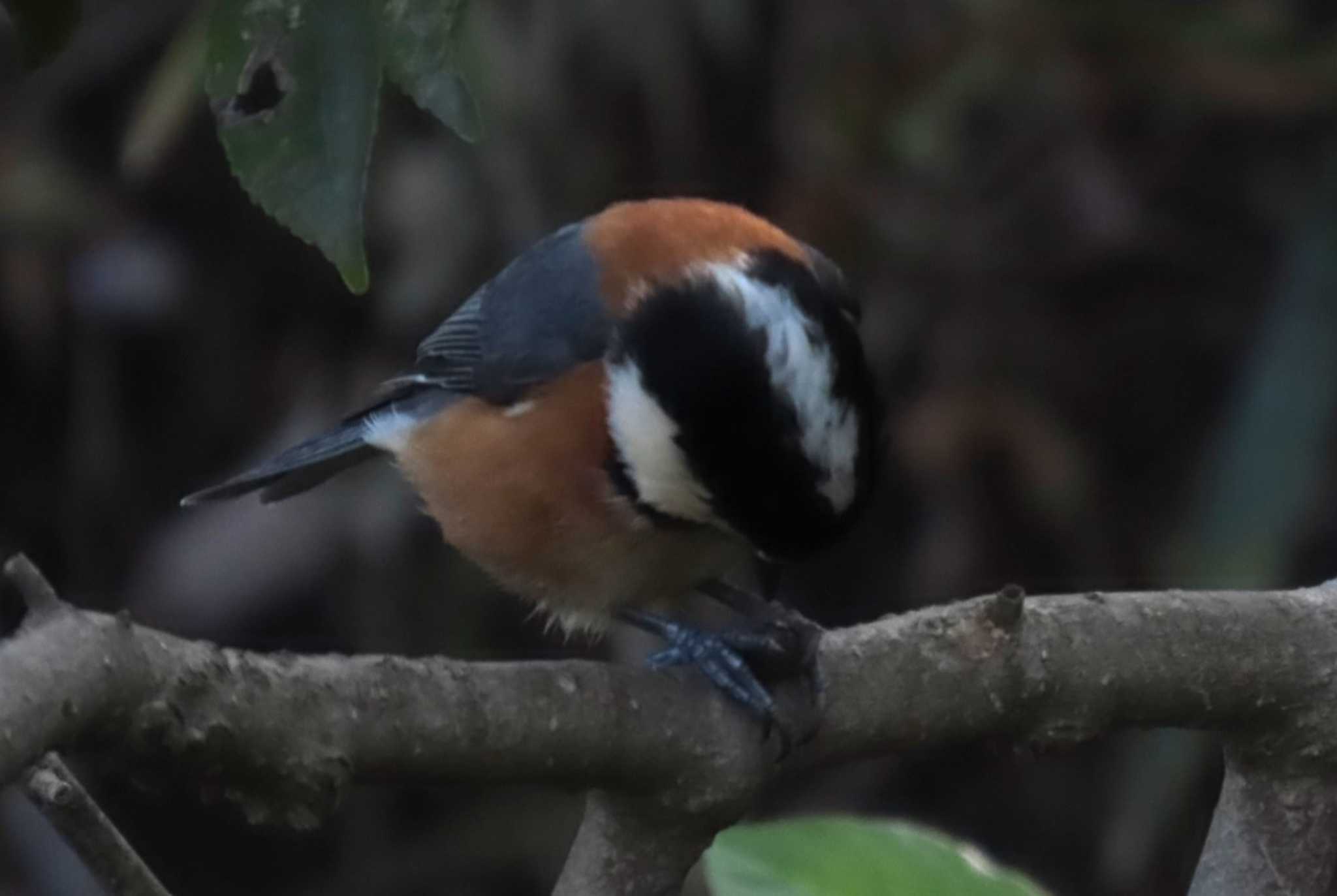 Varied Tit