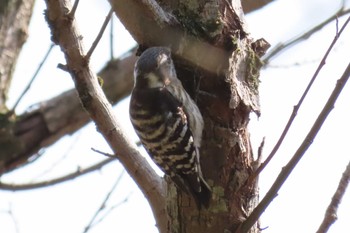 Japanese Pygmy Woodpecker Kitamoto Nature Observation Park Sat, 4/13/2024