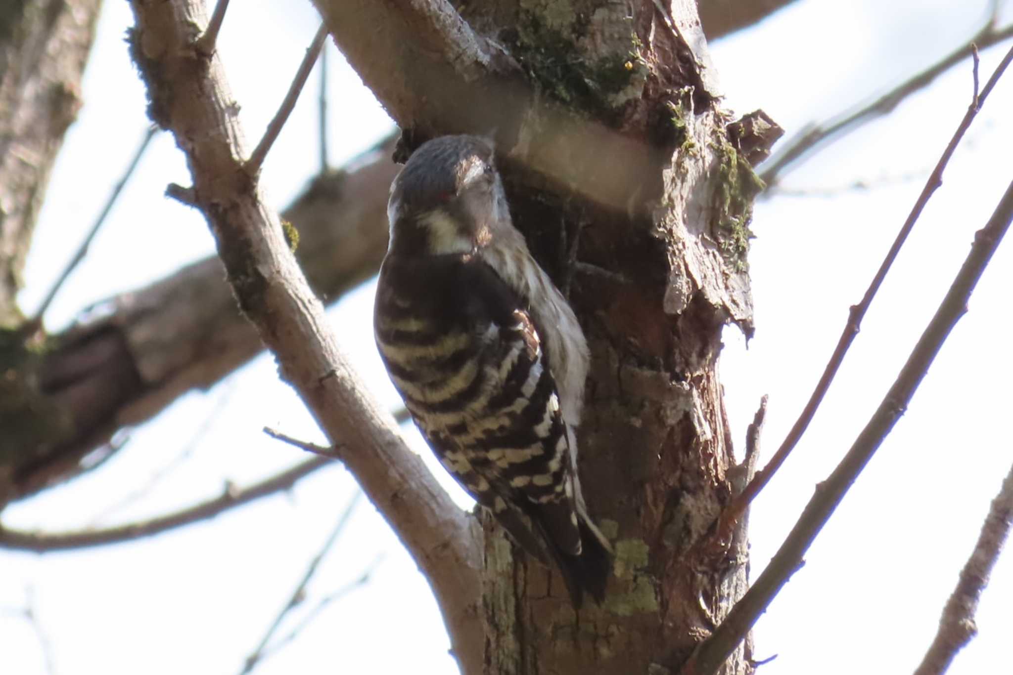 Japanese Pygmy Woodpecker