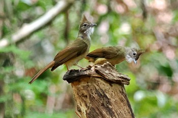 Ochraceous Bulbul ベトナム Wed, 4/3/2024