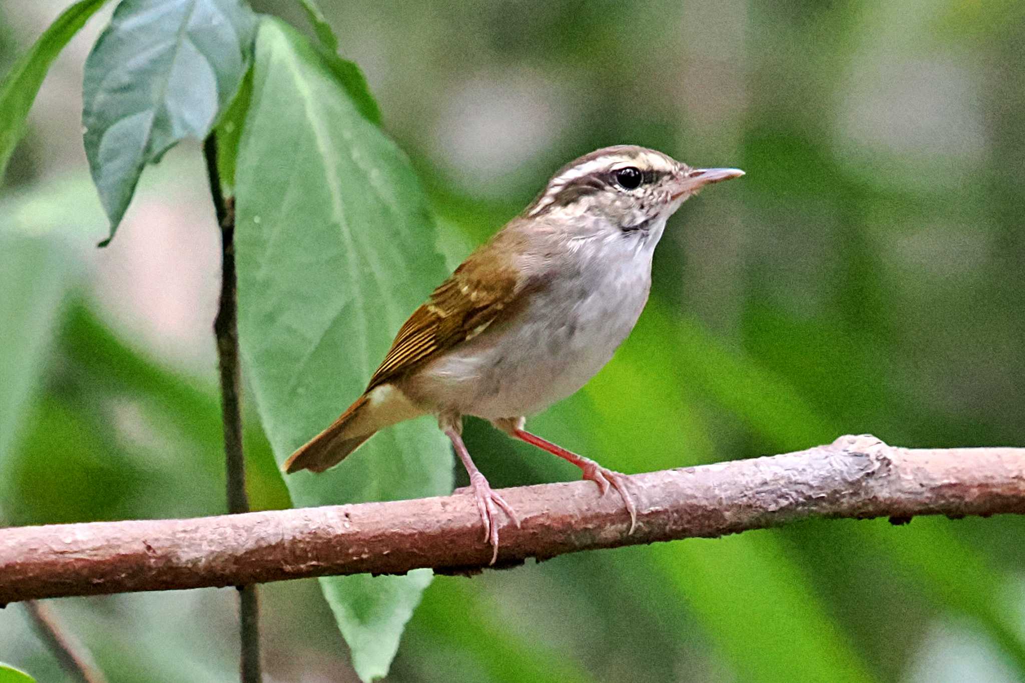 Photo of Pale-legged Leaf Warbler at ベトナム by 藤原奏冥