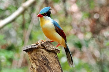 Common Green Magpie ベトナム Wed, 4/3/2024