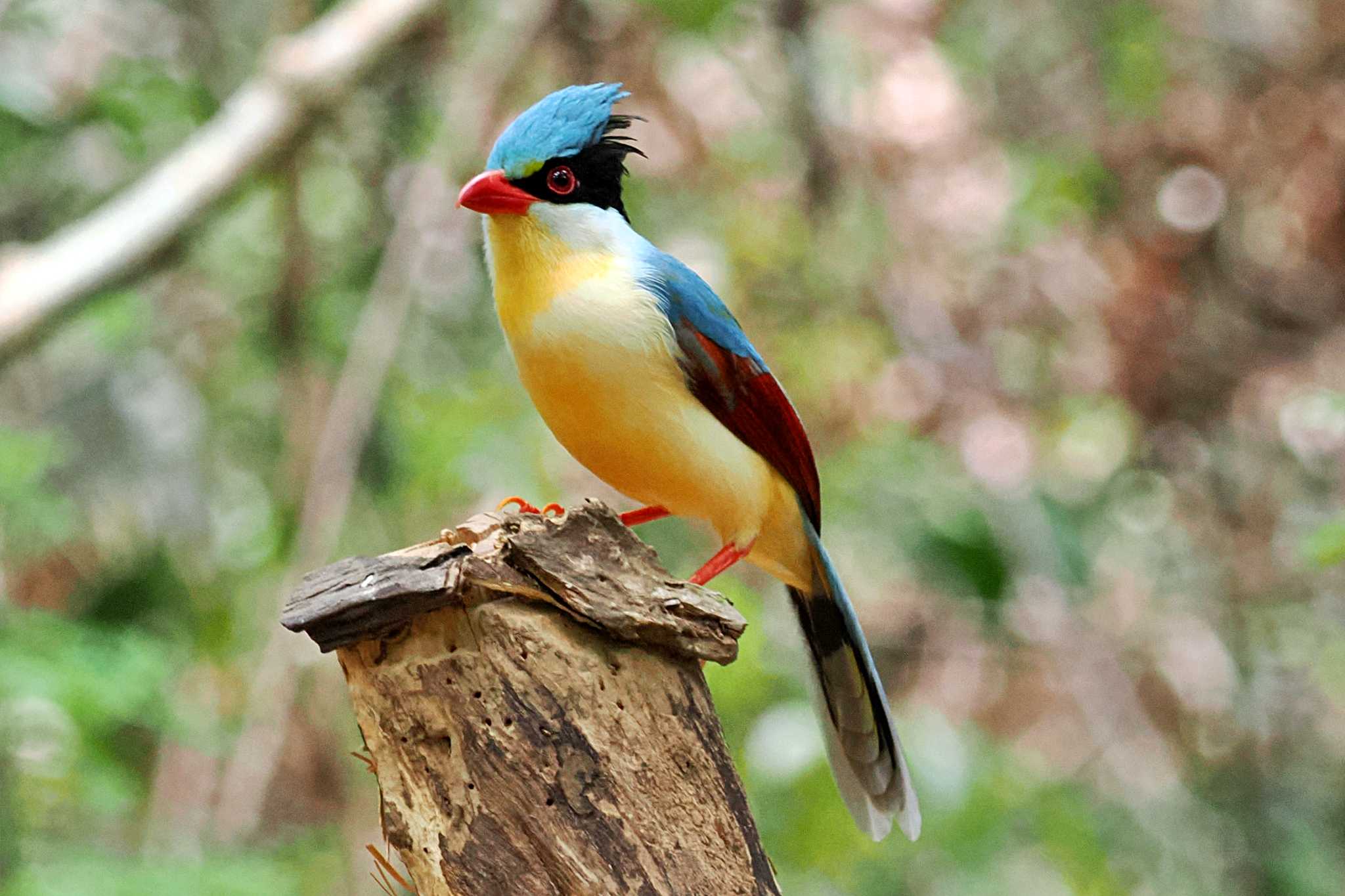 Photo of Common Green Magpie at ベトナム by 藤原奏冥