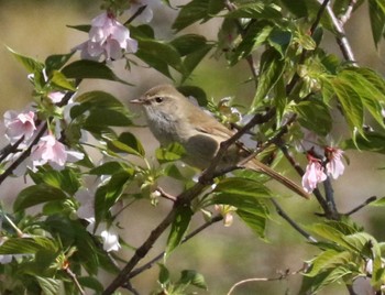 Japanese Bush Warbler Kodomo Shizen Park Thu, 4/11/2024