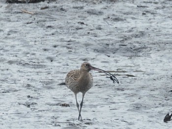 Far Eastern Curlew Kasai Rinkai Park Sun, 4/7/2024