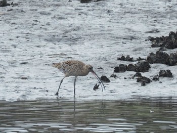 ホウロクシギ 葛西臨海公園 2024年4月7日(日)