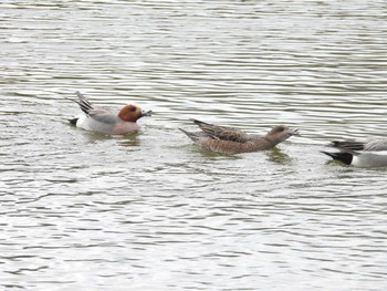 Eurasian Wigeon 打上川治水緑地 Thu, 4/4/2024