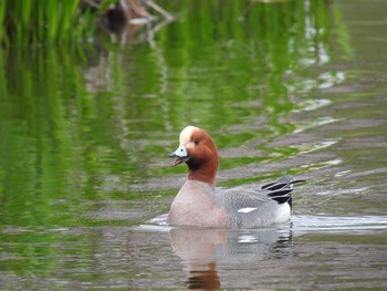 Eurasian Wigeon 打上川治水緑地 Thu, 4/4/2024