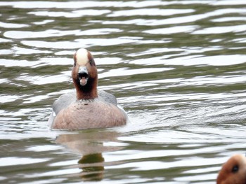 Eurasian Wigeon 打上川治水緑地 Thu, 4/4/2024