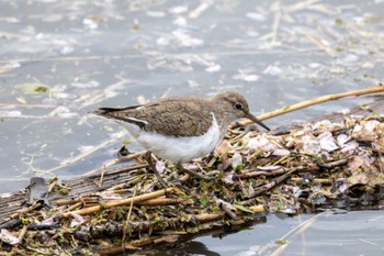 Common Sandpiper Isanuma Fri, 4/12/2024