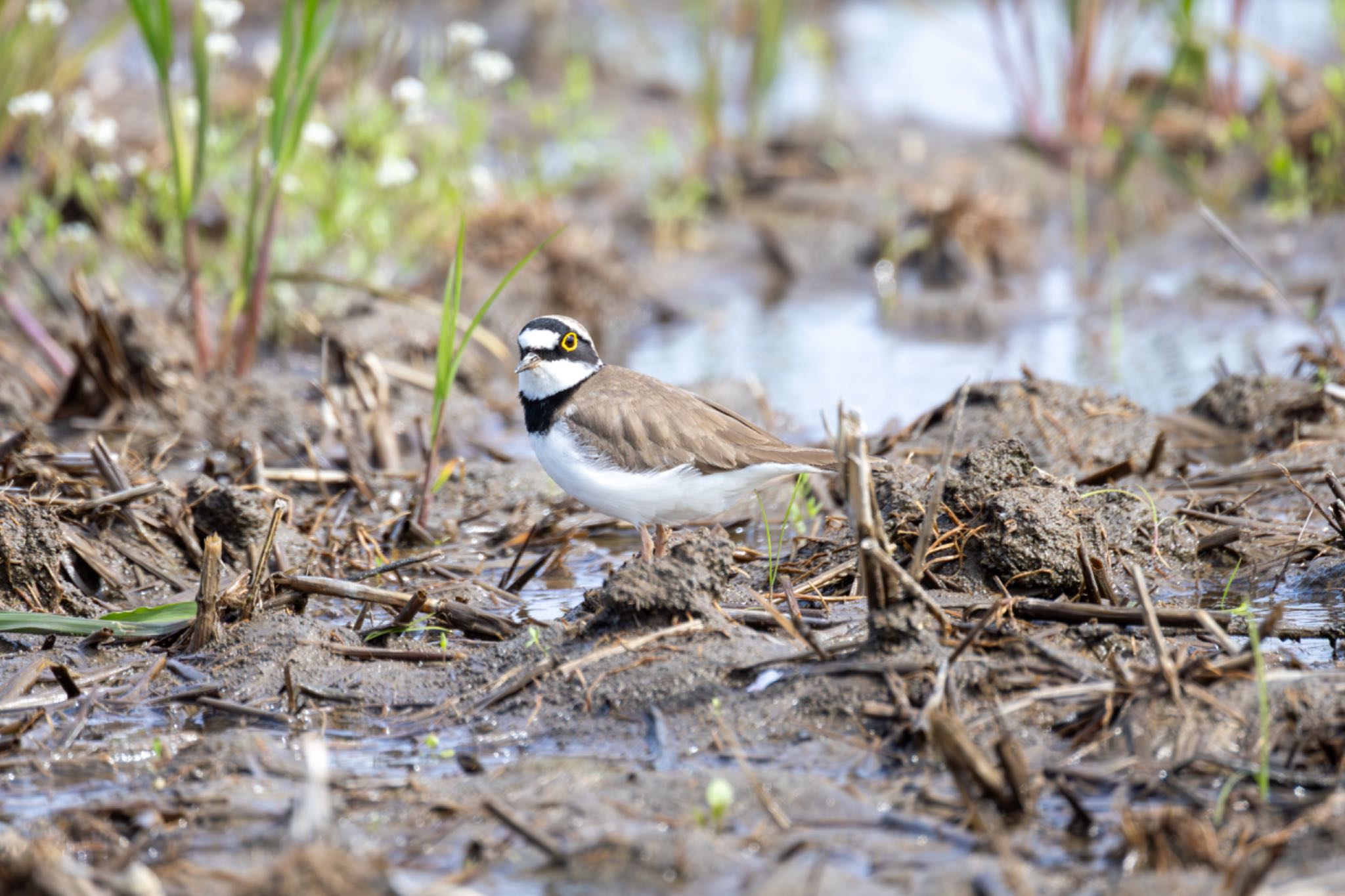 Photo of Little Ringed Plover at Isanuma by Tomo