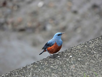 Blue Rock Thrush 松山陸上競技場 Thu, 4/11/2024