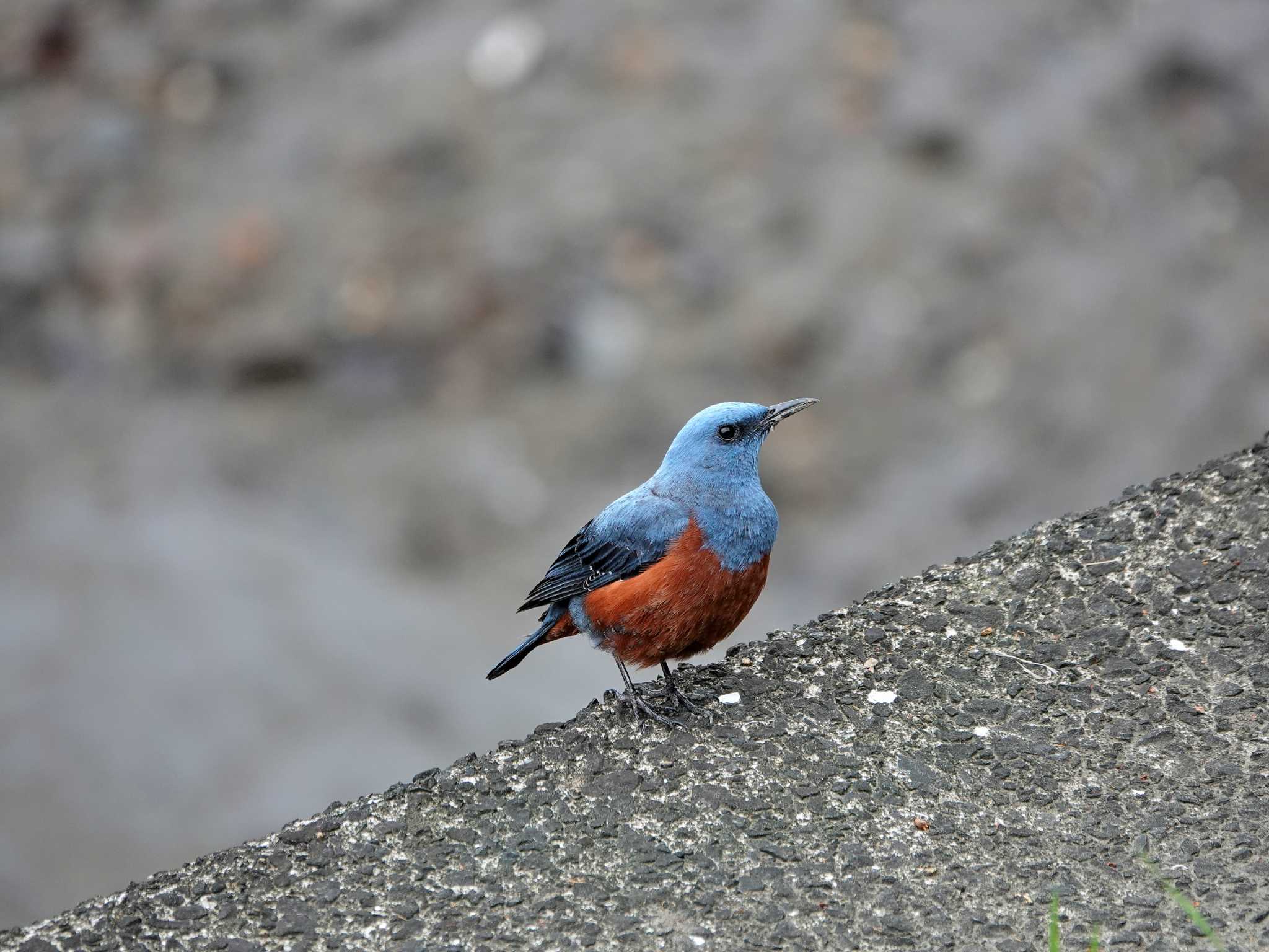 Photo of Blue Rock Thrush at 松山陸上競技場 by M Yama