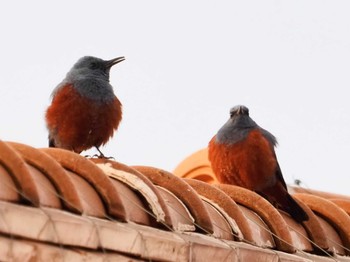 Blue Rock Thrush 灘区 Sat, 4/13/2024