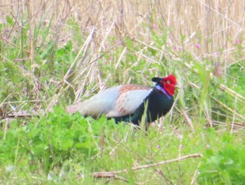 Green Pheasant 八千代総合運動公園 Sat, 4/13/2024