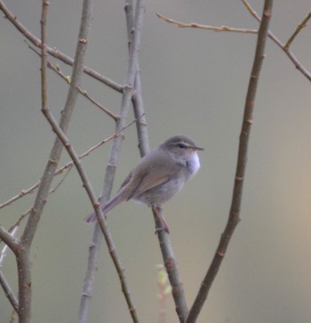 Japanese Bush Warbler 関ヶ原 Sat, 4/13/2024