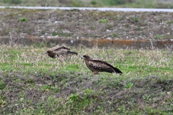 Black Kite 滋賀県長浜市 Fri, 2/23/2024