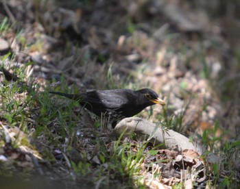 Japanese Thrush 関ヶ原 Sat, 4/13/2024