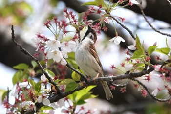 スズメ 庄内緑地公園 2024年4月13日(土)