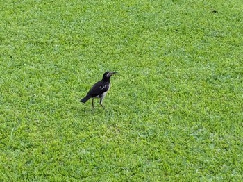 Common Myna バンコク ルンピニ公園 Sat, 4/6/2024