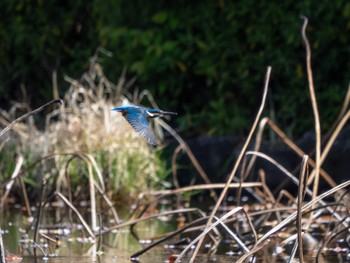 Common Kingfisher つくば市 Sat, 4/13/2024