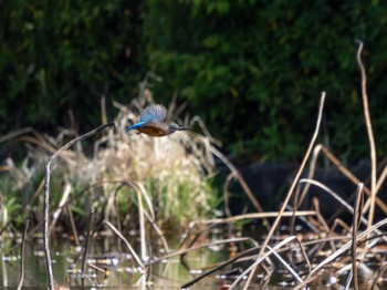 Common Kingfisher つくば市 Sat, 4/13/2024