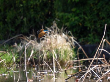 Common Kingfisher つくば市 Sat, 4/13/2024