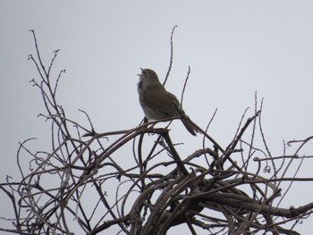 Japanese Bush Warbler 佐鳴湖 Sun, 3/31/2024