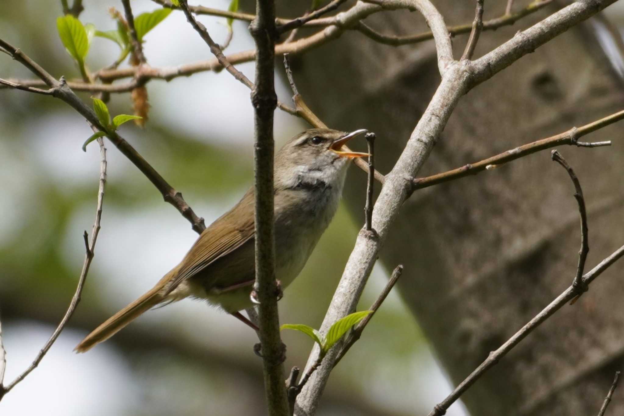 Photo of Japanese Bush Warbler at 東京都立桜ヶ丘公園(聖蹟桜ヶ丘) by たっちゃんち