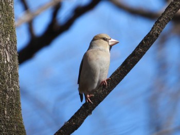 シメ 水辺の森公園 群馬県佐波郡玉村町 2024年2月11日(日)