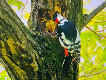 Great Spotted Woodpecker Koishikawa Botanic Garden Sat, 4/13/2024