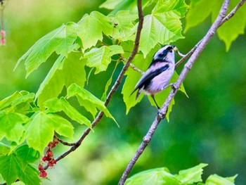 Long-tailed Tit Koishikawa Botanic Garden Sat, 4/13/2024