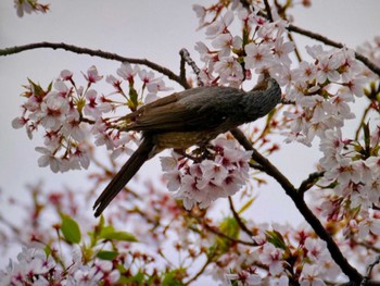 Brown-eared Bulbul Koishikawa Botanic Garden Sat, 4/13/2024