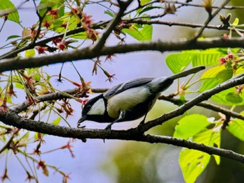 シジュウカラ 小石川植物園 2024年4月13日(土)