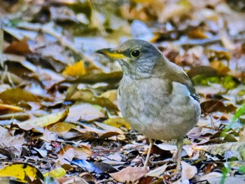 Pale Thrush Koishikawa Botanic Garden Sat, 4/13/2024