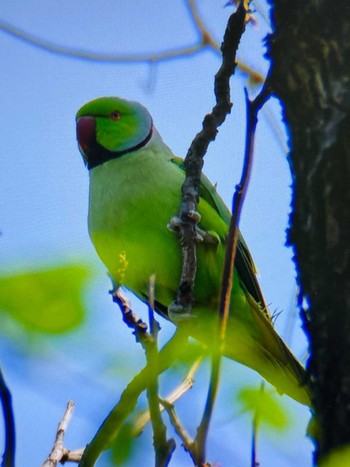 ワカケホンセイインコ 小石川植物園 2024年4月13日(土)