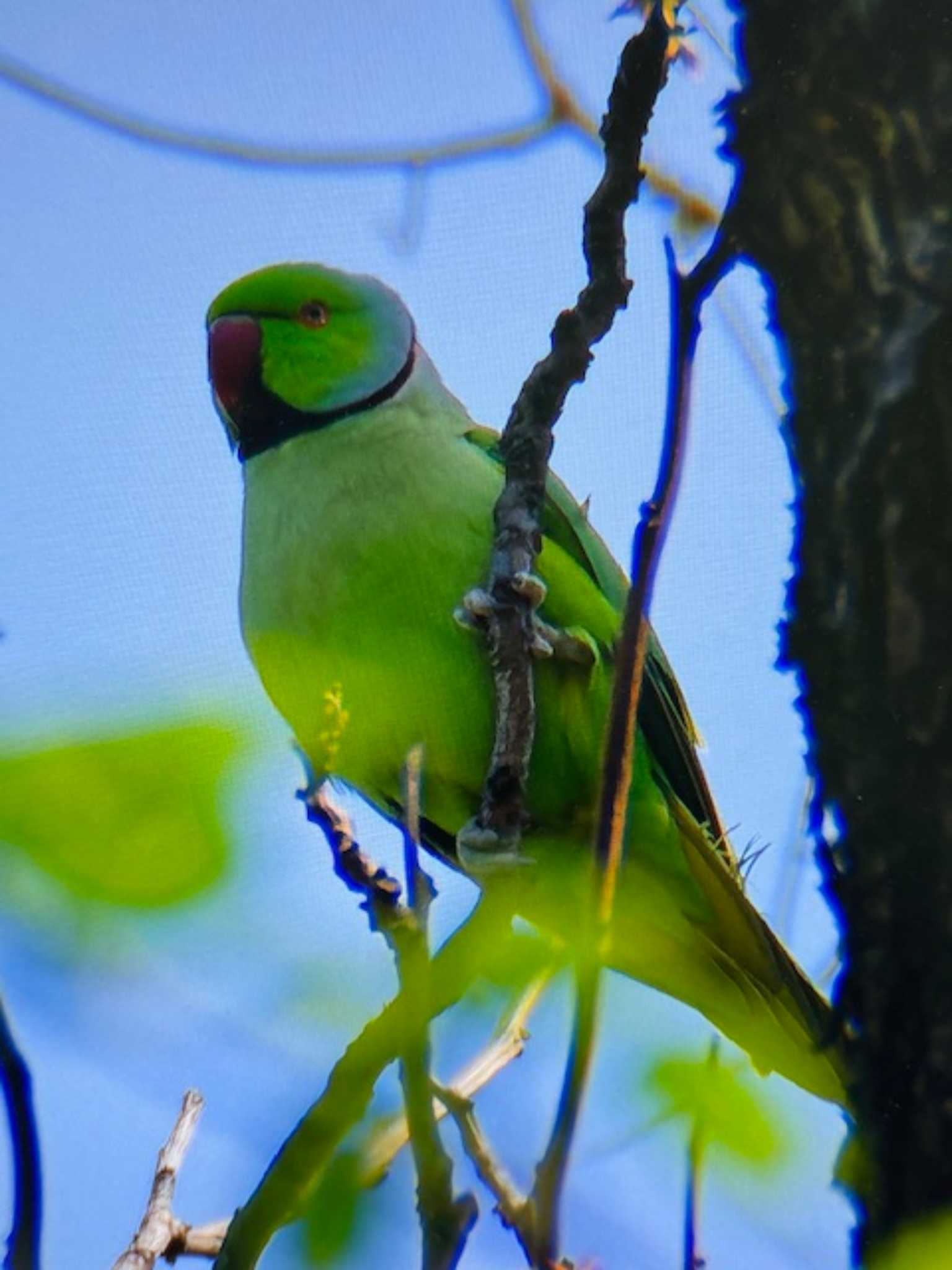 小石川植物園 ワカケホンセイインコの写真 by ゆるゆるとりみんgoo