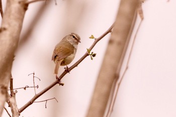 Japanese Bush Warbler 羽村堰(上流) Fri, 4/12/2024